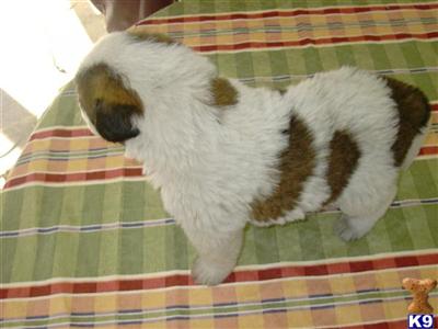 Saint Bernard Puppies for Sale